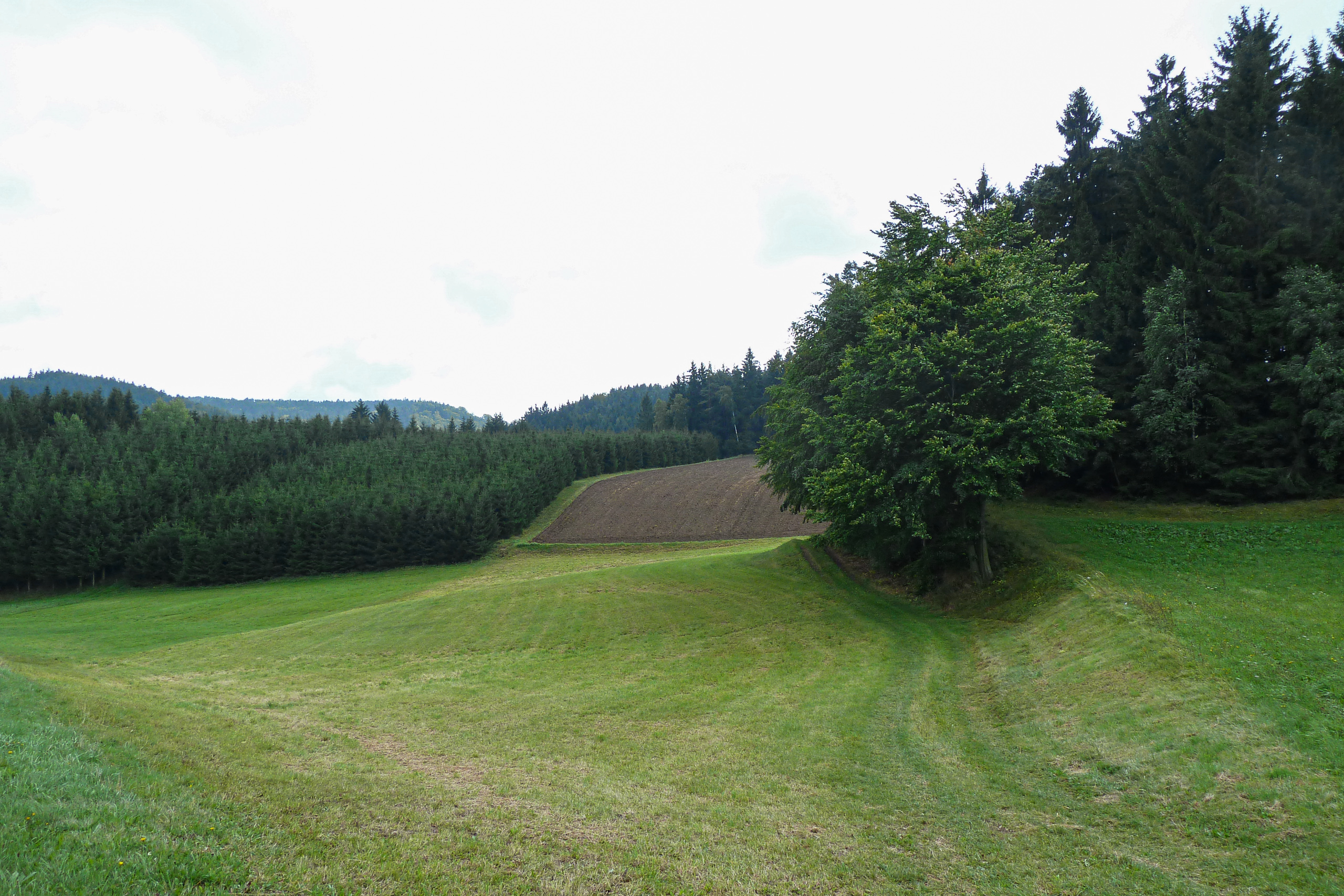 Waldlichtung mit Acker im dichten Waldviertler Forst